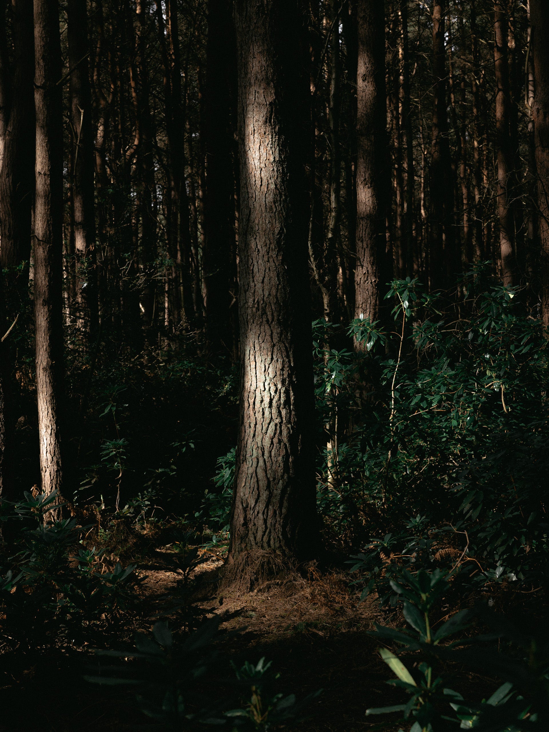 KESTIN Tyninghame Candle | Scots Pine & Sea Salt